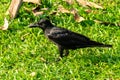Crow, on the crowing crow Royalty Free Stock Photo