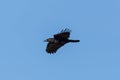 Black crow corvus corone in flight in blue sky with spread wings Royalty Free Stock Photo