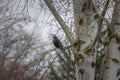 Black crow between branches in a tree in rainy winter weather Royalty Free Stock Photo
