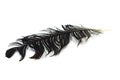 Black crow feather Royalty Free Stock Photo