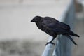 Black Crow on a Fence Royalty Free Stock Photo