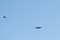 Black crow fighting against falcon or eagle in blue sky to expel the bird of prey