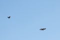 Black crow fighting against falcon or eagle in blue sky to expel the bird of prey