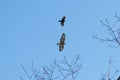 Black crow fighting against falcon or eagle in blue sky to expel the bird of prey Royalty Free Stock Photo