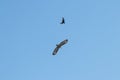 Black crow fighting against falcon or eagle in blue sky to expel the bird of prey Royalty Free Stock Photo