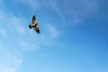 A black crow flies at the blue sky. Raven in flight against blue Royalty Free Stock Photo