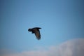 A black crow flies at the blue sky in a sunny day