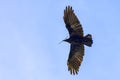 Black Crow, Flight Above, With Nesting Material Royalty Free Stock Photo