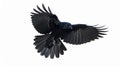 Black crow in flight against a white background with wings spread wide Royalty Free Stock Photo