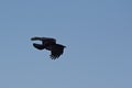 Black crow in flight on a clear bllue sky Royalty Free Stock Photo