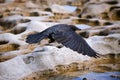 Black crow in flight over rocky terrain Royalty Free Stock Photo
