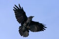 Black crow in flight with spread wings Royalty Free Stock Photo