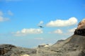 Black crow flying in the mountains Royalty Free Stock Photo