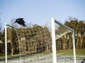 Black crow flying over a soccer of football goal post at winter. Grass under layer of frost Royalty Free Stock Photo