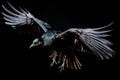 Black crow flying with wings spread on black background