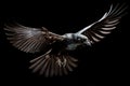 Black crow flying with wings spread on black background