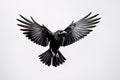 Black crow flying with wings spread on white background