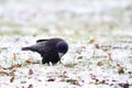 Black Crow Foraging In A Winter Day