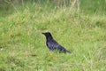 Black crow in forest