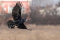 A Black Crow Spreading Its Wings Beautifully in Flight Royalty Free Stock Photo