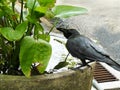 Black crow hiding itself Royalty Free Stock Photo