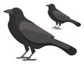Black crow, icon Royalty Free Stock Photo