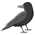 Black crow, icon Royalty Free Stock Photo