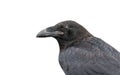 Black crow isolated on white background Royalty Free Stock Photo