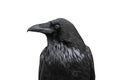 Black crow isolated on white background Royalty Free Stock Photo