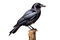 Black crow isolated on white background with clipping path. Close up. Royalty Free Stock Photo