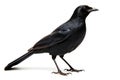 Black crow isolated on a white background, side view, front view Royalty Free Stock Photo