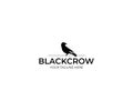 Black Crow Logo Template. Raven Vector Design