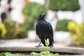 A black crow looking at the camera and hanging at edge of lotus basin blur background Royalty Free Stock Photo