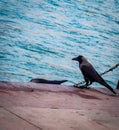 Black crow near Ganga river, Crow near river, Black Crow, Crow photo, Solo Crow photo