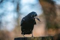 Black crow perched atop a wooden post, looking out into the distance with a contemplative expression