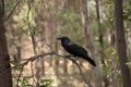 Black crow perched on branch Royalty Free Stock Photo