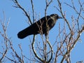 Black Crow Perched on a Branch Royalty Free Stock Photo