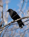 A Black Crow Perched on a Dead Tree Branch Royalty Free Stock Photo