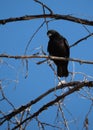 A Black Crow Perched on a Dead Tree Branch Facing Camera Royalty Free Stock Photo