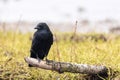 a crow sits on a fallen branch in a field of grass Royalty Free Stock Photo
