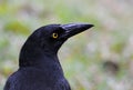 Black crow portrait