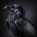 Black crow portrait in studio, ultra realistic, Generative Ai