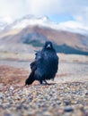 Black Crow. Portrait of a wild bird. Animals in the wild. Bird in the background of nature.