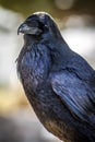Black Crow posing from Golden Gate Park SF Royalty Free Stock Photo