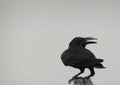 Black Crow raven sitting on top of a pole on a cloudy day