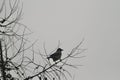 a black crow resting on the branch of a tree Royalty Free Stock Photo