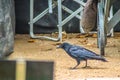 A black crow looking for food in an outdoor cafe