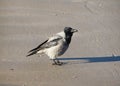 Black crow on the sea coast Royalty Free Stock Photo