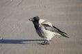 Black crow on the sea coast Royalty Free Stock Photo