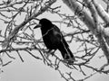 Black crow with shiny feathers on white birch tree Royalty Free Stock Photo